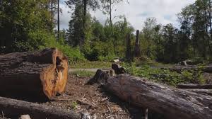 Best Storm Damage Tree Cleanup  in New River, AZ