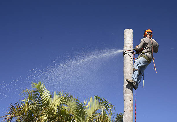 Best Leaf Removal  in New River, AZ