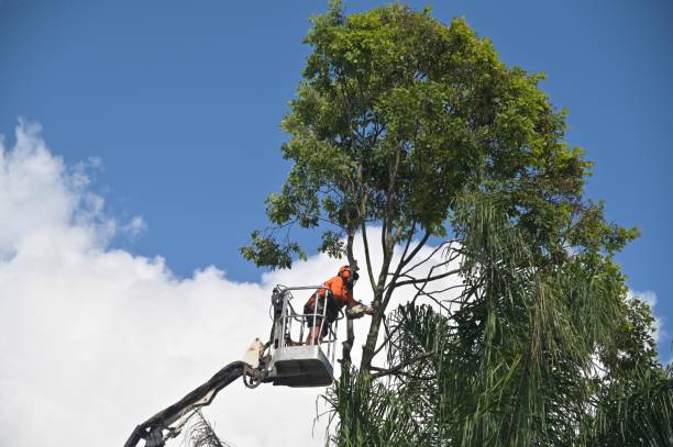 Best Tree Disease Treatment  in New River, AZ