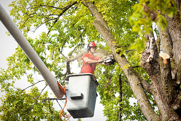 Best Commercial Tree Services  in New River, AZ