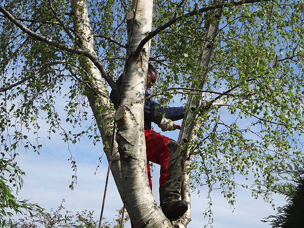 Best Tree Maintenance Programs  in New River, AZ