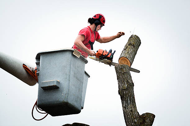 Best Tree Risk Assessment  in New River, AZ